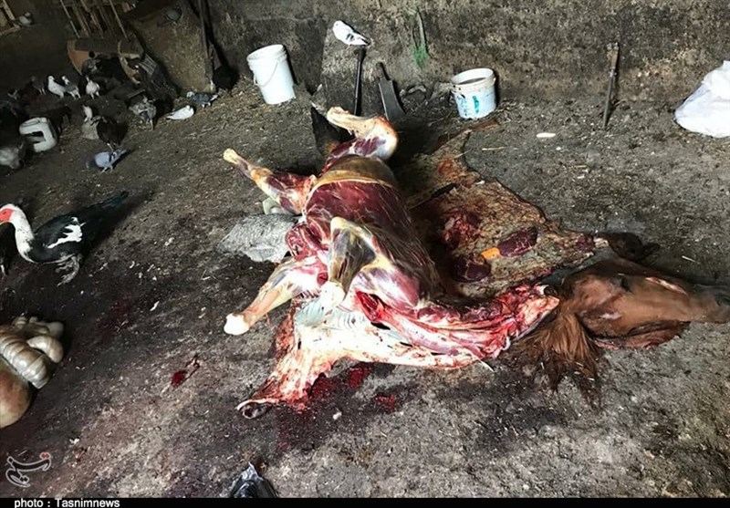 نیم تن گوشت اسب و الاغ غیرمجاز در تهران معدوم‌ شد + تصاویر