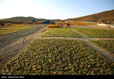 برداشت انگور و استحصال کشمش در تاکستانهای ملایر