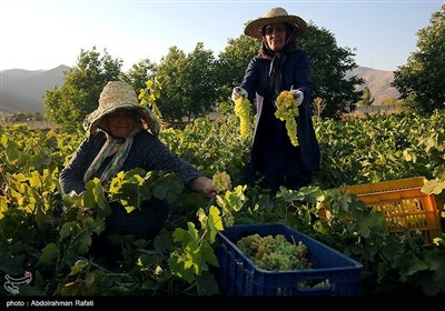 برداشت انگور و استحصال کشمش در تاکستانهای ملایر