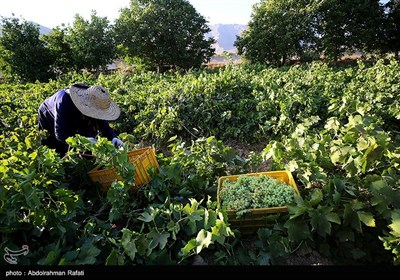 برداشت انگور و استحصال کشمش در تاکستانهای ملایر