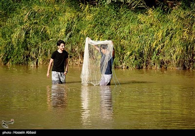 گلایه کشاورزان گیلانی از هزینه‌ بالای تولید و قیمت‌ برنج