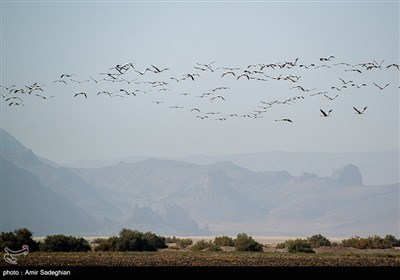 مهاجرت اخرین گونه درنا ها و پرندگان از دریاچه بختگان به علت خشکسالی