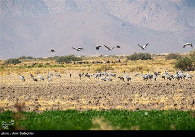 مهاجرت اخرین گونه درنا ها و پرندگان از دریاچه بختگان به علت خشکسالی