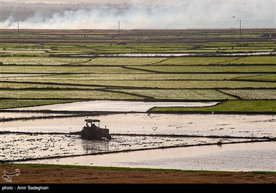 کشت بی رویه برنج با توجه به کم آبی و عدم توجه به تذکرات سازمان محیط زیست توسط مردم منطقه درودزن 