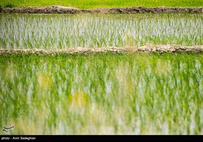 کشت بی رویه برنج با توجه به کم آبی و عدم توجه به تذکرات سازمان محیط زیست توسط مردم منطقه درودزن 