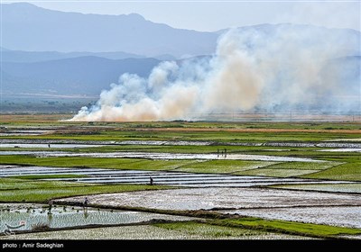 سوزاندن زمین های زراعی منطقه درودزن و کامفیروز به جهت کشت سریع تر نشاء برنج وبه وجود آمدن آلودگی زیست محیطی 