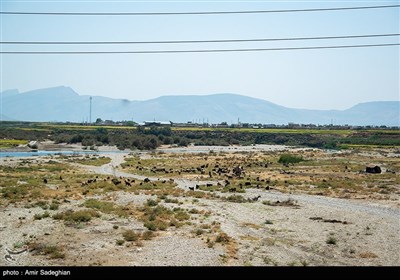 خشکی بستر رودخانه کر که منشاء اصلی تامین آب دریاچه بختگان و سد درودزن است به علت بارش های کم و کم آبی در منطقه کامفیروز.