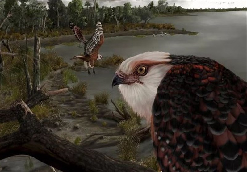 کشف فسیل یک عقاب ترسناک متعلق به 25 میلیون سال پیش + تصاویر