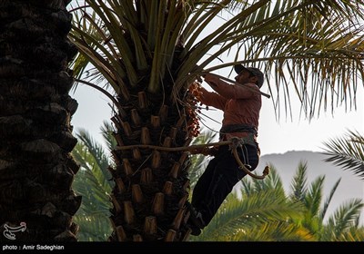 برداشت خرما از نخلستان های فارس