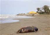 تداوم مرگ فوک‌های خزری در سواحل مازندران