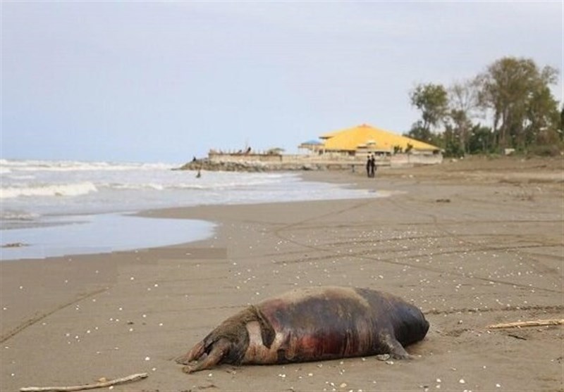 مرگ بی‌صدای فوک‌ها در سواحل دریای خزر/ کشف 12 لاشه در 10 روز گذشته