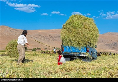 برداشت برنج در خرم آباد