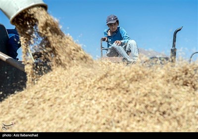 برداشت برنج در خرم آباد