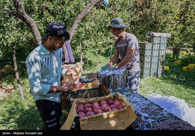 سازمان تعاون روستایی عهده‌دار مسئولیت تنظیم بازار میوه شب عید امسال شد