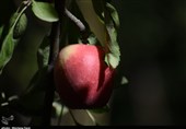 قطب سیب ایران در برزخ صادرات؛ خطر فاسد شدن بیخ گوش سیب‌ درختی آذربایجان‌غربی