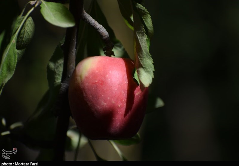 صادرات روزانه 1200تن سیب درختی از آذربایجان‌غربی/ خرید تضمینی سبب ناکامی دلال‌ها شد