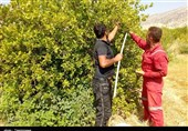 حضور گسترده دلالها در باغهای "چرام" کام تولیدکنندگان لیمو را تلخ کرده است + فیلم