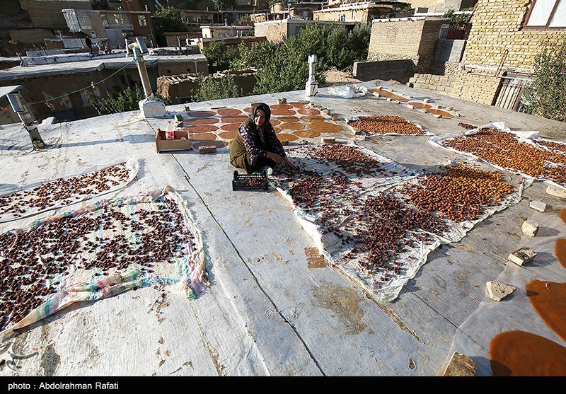 جشنواره برداشت آلو در روستای حیدره قاضی خانی همدان