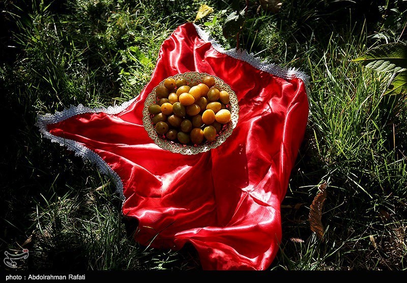 جشنواره برداشت آلو در روستای حیدره قاضی خانی همدان