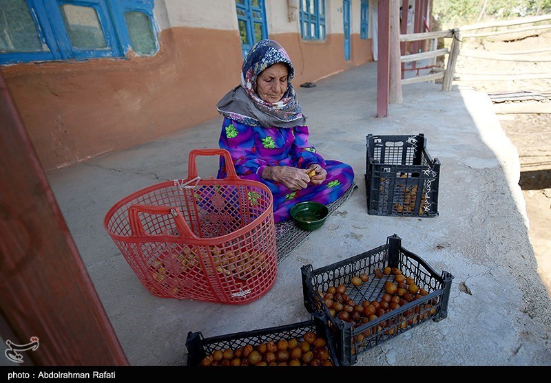 جشنواره برداشت آلو در روستای حیدره قاضی خانی همدان