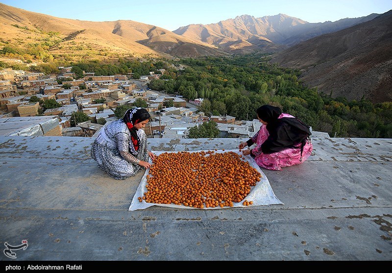 جشنواره برداشت آلو در روستای حیدره قاضی خانی همدان
