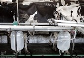تولید شیر در استان کهگیلویه و بویراحمد 5318 تن کاهش یافت