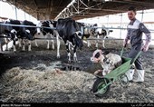 صنعت دامداری استان ایلام در گردابی از مشکلات گرفتار شده است