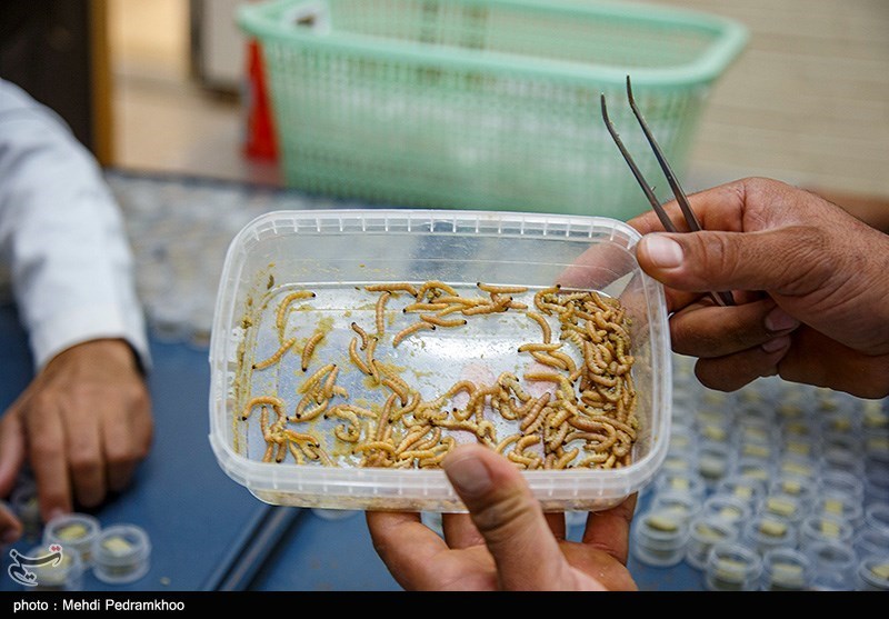 خوزستان مهد نیشکر