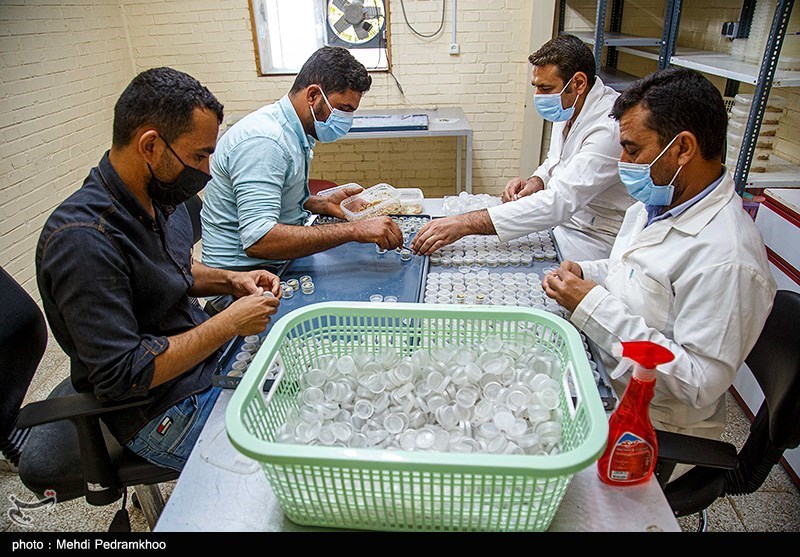 خوزستان مهد نیشکر
