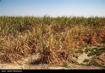 خوزستان مهد نیشکر