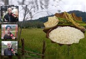«افزایش هزینه‌‌های تولید و کاهش بهره‌وری» مهم‌ترین عامل در رشد قیمت برنج/ کشاورزان گیلانی چه مطالبه‌ای دارند؟ + فیلم