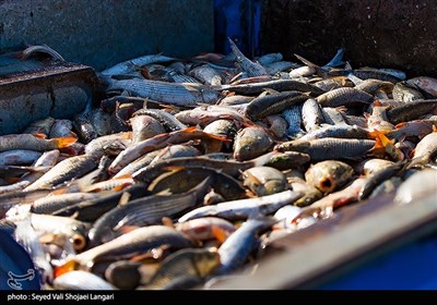 آغاز صید ماهی در مازندران