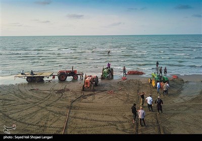 آغاز صید ماهی در مازندران