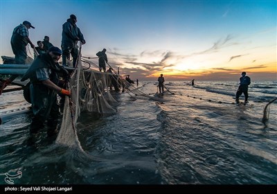 آغاز صید ماهی در مازندران