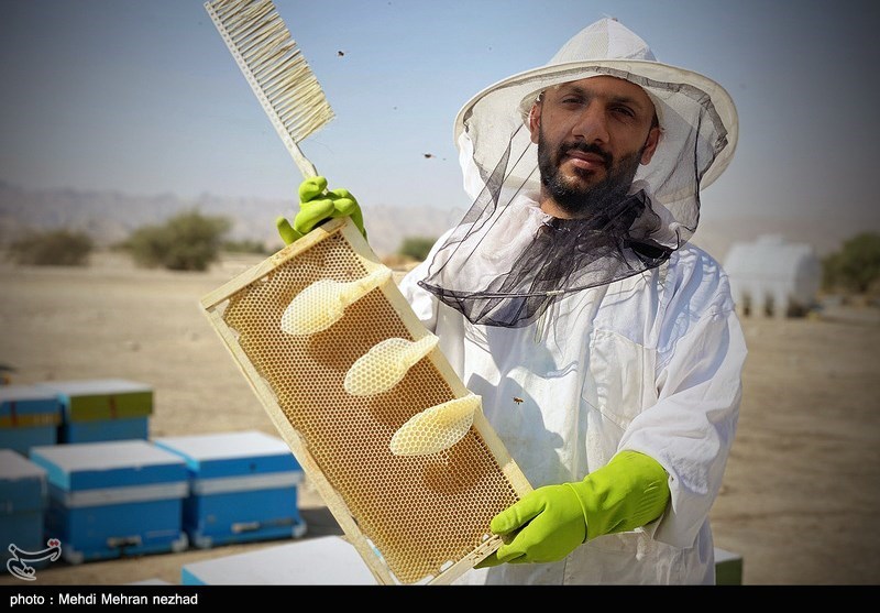 سالانه 640 تن عسل در ایلام تولید می‌شود