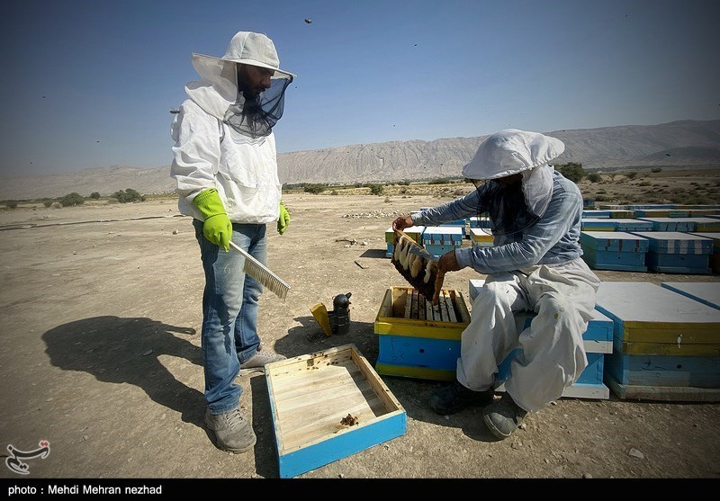 برداشت عسل در جم - بوشهر