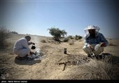 آغاز سرشماری زنبورستان‌های کهگیلویه و بویراحمد