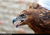 پرنده شکاری قاچاق به ارزش 15 میلیارد ریال در استان بوشهر کشف شد
