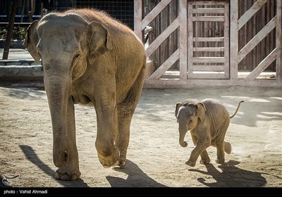 از احداث جایگاه جدید فیل‌ها و شامپانزه‌های باغ وحش ارم تا پیگیری علت فوت "باران" +تصاویر 