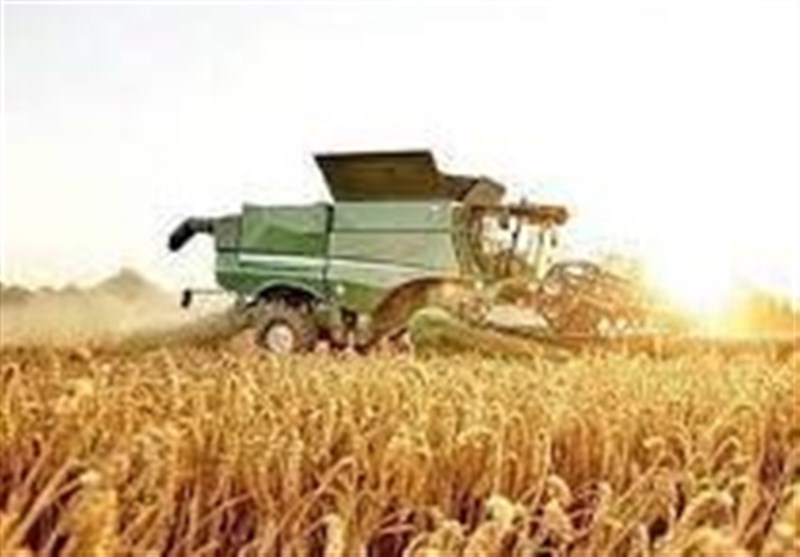 تولید محصولات دیم کشاورزی 30 درصد افزایش یافت