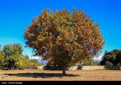 طبیعت پاییزی ابهر - زنجان