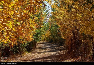 طبیعت پاییزی ابهر - زنجان