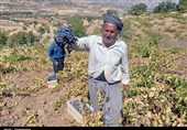 دسترنج انگورکاران کردستان در جیب دلالان؛ کام انگورکاران تلخ شد+ تصویر