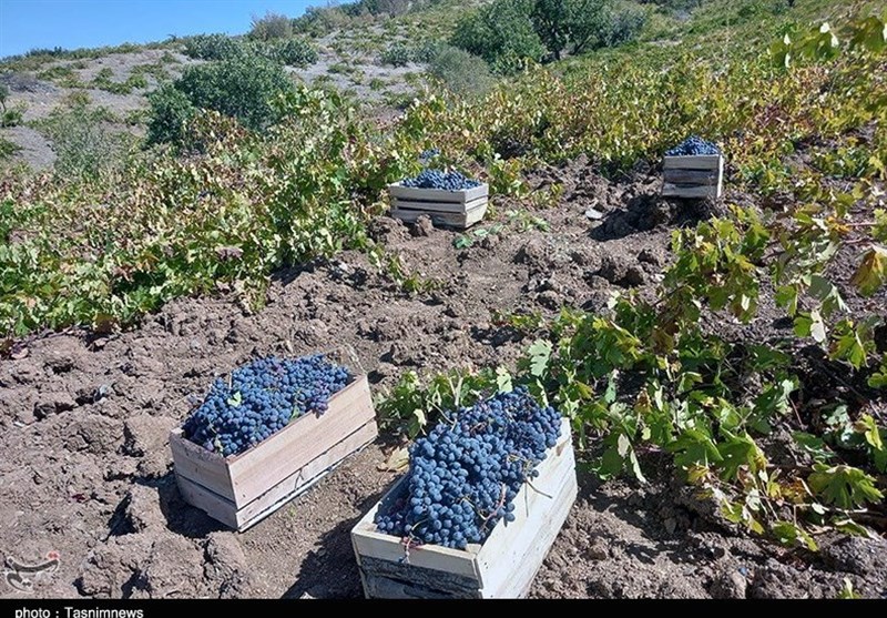 دسترنج انگورکاران کردستان در جیب دلالان؛ کام انگورکاران تلخ شد+ تصویر