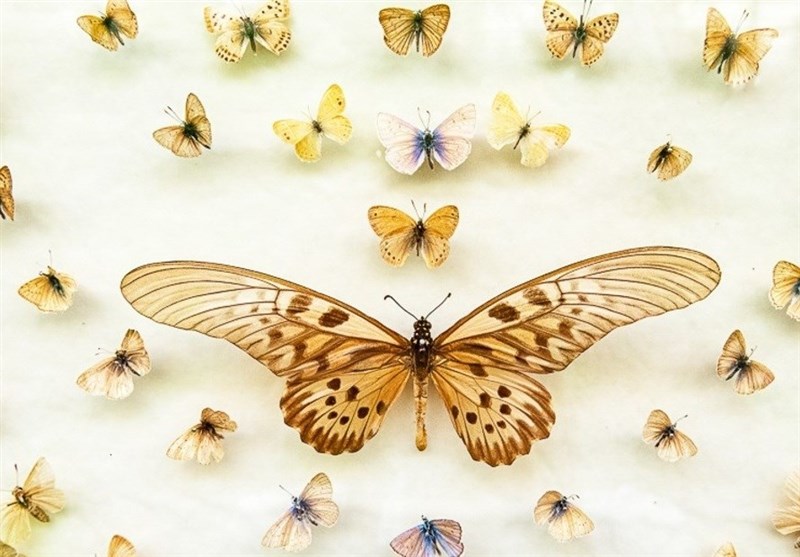 The Butterfly Garden Museum of Iran’s Isfahan - Tourism news