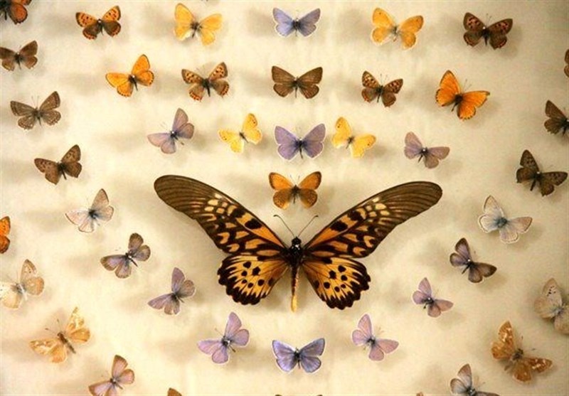 The Butterfly Garden Museum of Iran’s Isfahan - Tourism news