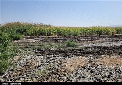 آبیاری مزارع با فاضلاب در حاشیه شیراز+تصاویر