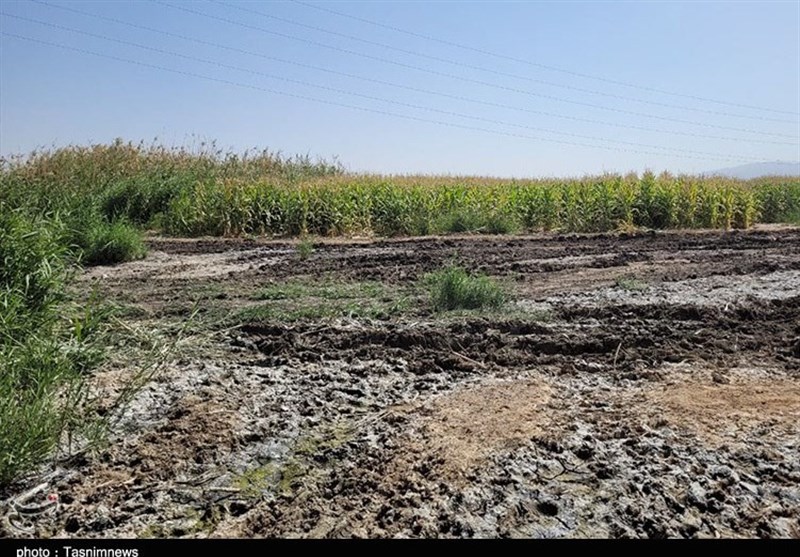 آبیاری مزارع با فاضلاب در حاشیه شیراز+تصاویر