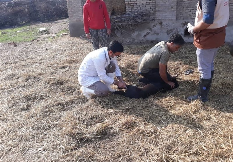 حضور جهادگران بسیجی در روستاهای استان گلستان/ کاروان سلامت دام آغاز به کار کرد