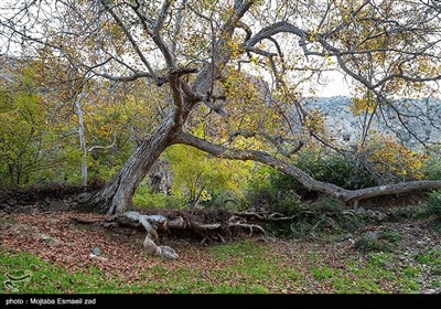 پاییز در منطقه آزاد ارس